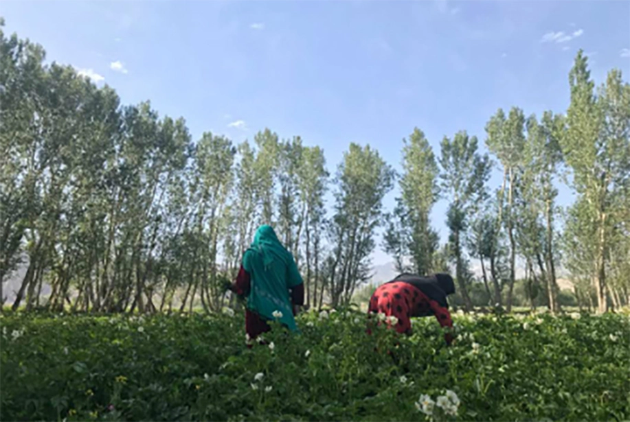 Rebuilding Nature, Restoring Hope: Enhancing Food Security and Farmer Livelihoods in Afghanistan through Cold Storage Facilities